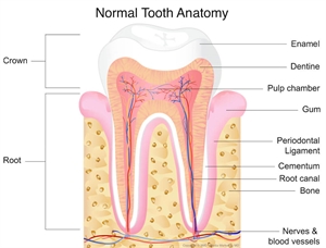 Tooth anatomy, tooth nerve, pulp chamber and root canals