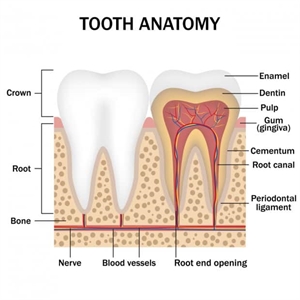 Tooth nerves and anatomy
