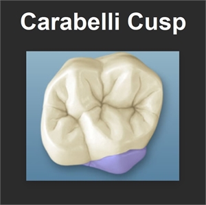 What is Cusp of Carabelli?
