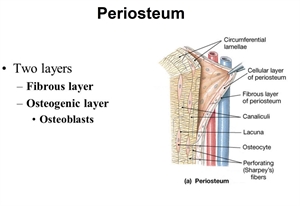Periosteum is the covering soft tissue layer on top of the bone structure