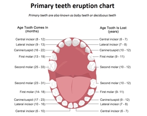 Baby teeth eruption chart. Baby teeth are also known as primary, deciduous or milk teeth.