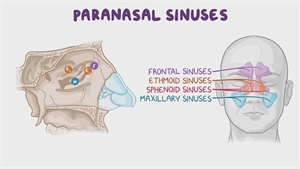 Paranasal sinuses are ethmoid, sphenoid, maxillary and frontal sinuses