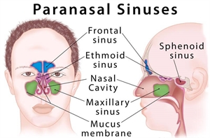 Paranasal sinuses located within the skull and facial area