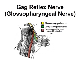 Gag reflex nerve (Glossopharyngeal nerve)