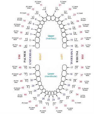 Tooth numbering systems in dentistry