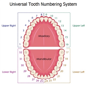 Universal Tooth Numbering System