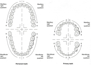 The Palmer dental numbering system is known as the European tooth numbering system