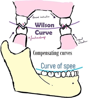 Curve of Spee and Wilson curve are important metrics in dentistry and orthodontics
