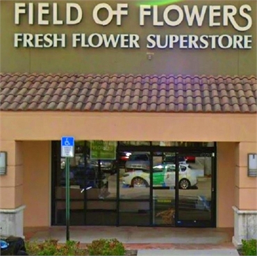 Field of Flowers near Boca Raton dentist Boca Smile Center
