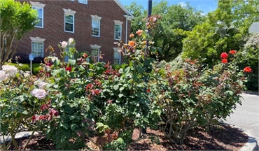 Rose garden near the office at Wilmington dentist Wrightsville Dental