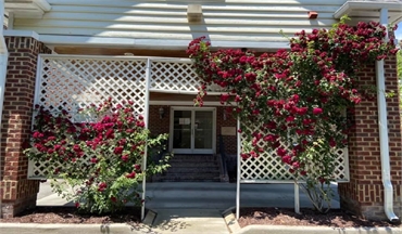 Bougainvillea at the entrance at Wrightsville Dental Wilmington dentist