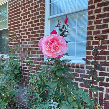 Rose garden outside Wrightsville Dental Wilmington NC