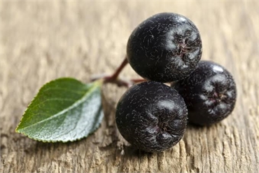 Aronia Berries The Superberry You Need To Know About