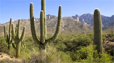 Catalina State Park at 7 minutes drive to the south of Tucson dentist Creative Smiles Dentistry